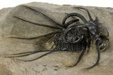 Spiny Dicranurus Trilobite With Crotalocephalina #312742-3